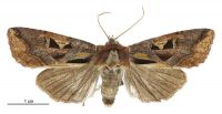 Meterana grandiosa (female). Noctuidae: Noctuinae. 