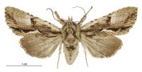 Meterana decorata (female). Noctuidae: Noctuinae. 