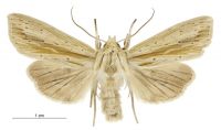 Tmetolophota semivittata (male). Noctuidae: Noctuinae. 