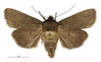 Bityla defigurata (female). Noctuidae: Amphipyrinae. 