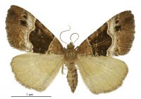 Pseudocoremia pergrata (female). Geometridae: Ennominae. 