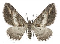 Horisme suppressaria (female). Geometridae: Larentiinae. 