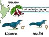 <h5 style=text-transform:uppercase;margin:0em;>Ngā ingoa whakaāta i te wā puāwai te rākau</h5><p>Some names are linked to seasonal patterns. In the Mataatua tribal area, male <em>kōkō</em> are called <em>kōpūrehe</em> and females <em>kouwha</em> from the time the kōtukutuku (or native fuchsia, <em>Fuchsia excorticata</em>) flowers until the fruiting of the hīnau (or <em>Elaeocarpus dentatus</em>, a tall forest tree).<br /></p>