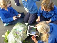 Using the weed identification app to identify periwinkle