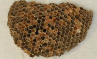 Wasp comb showing heavy parasitism (reddish brown cells). All cells originally had queen brood before parasitism. Photo  © Bob Brown.