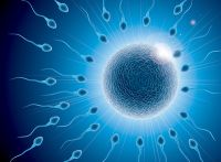 Spermatozoa and egg