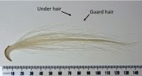 Fig 4: Kurī hair sample showing guard and underhairs.