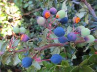 Darwin's barberry fruit infested with rust