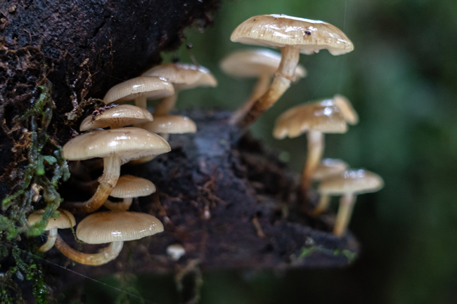 Te harore (<em>Armillaria</em> sp.) on a decomposing log