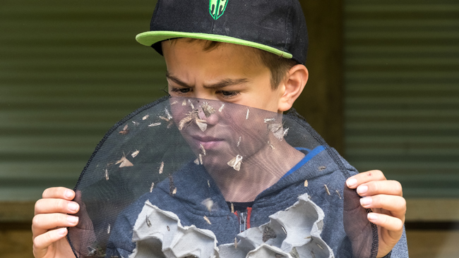 Student looking at moths from a trap.