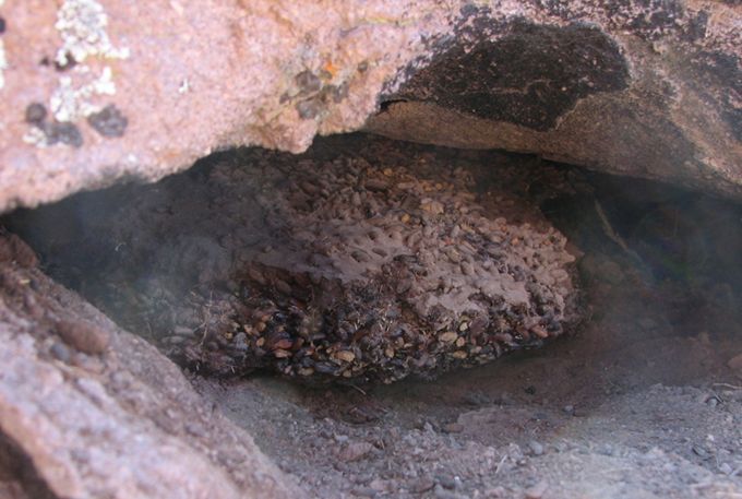 Small rodent nest inside the cave in which it was found