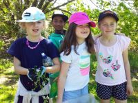 Students collecting fumitory. Photographed by a student of Wakaaranga Primary School