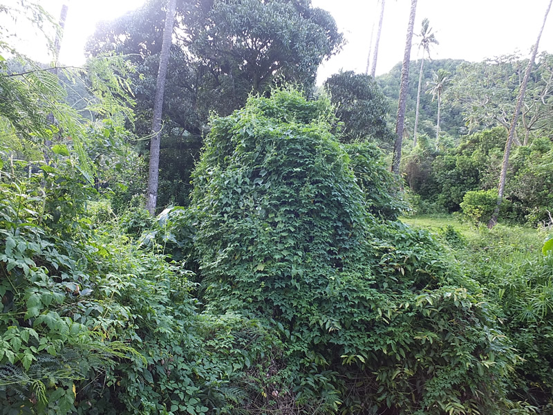 Balloon vine in December 2017 before the rust was released