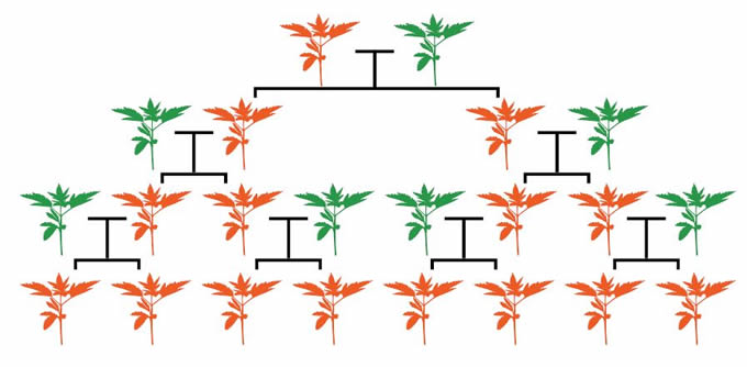 A gene drive quickly results in all progeny having the inserted gene.