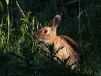 Rabbit. © John Hunt