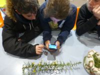 Rudolf Steiner School students using a smartphone app to identify gorse. Photo: Murray Dawson, Manaaki Whenua - Landcare Research