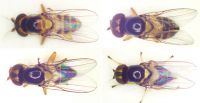 Examples of stem-mining flies from wild ginger. Further work is needed to understand how subtle variation in morphology aligns with two or more cryptic species. Image: CABI