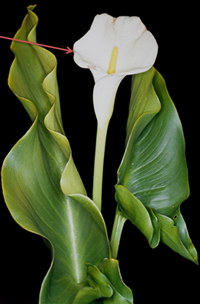  Arum lily with spathe. Image - Trevor James