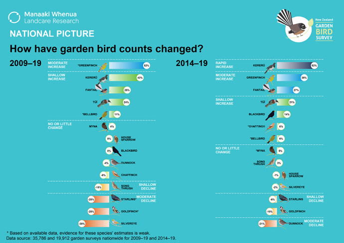 NZ's national picture: How have garden bird counts changed?