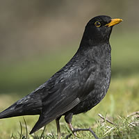 male_blackbird
