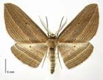 Adult of cabbage tree moth