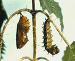 Prepupal larva and Pupa