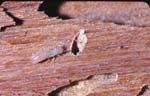 Termite damage to timber