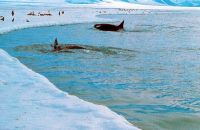 Orca hunting along the ice edge.