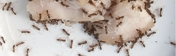 Argentine ants on chicken. Image - Richard Toft, Entecol