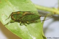 Northern Snoring Cicada: <em>Kikihia cutora</em>