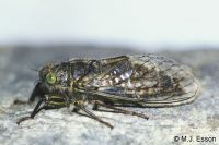 Greater Alpine Black Cicada:Greater Alpine Black Cicada: <em>Maoricicada oromaelena</em>