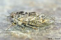 Otago Speargrass Cicada: <em>Maoricicada otagoensis</em>