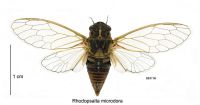 <em>Rhodopsalta microdora</em> male