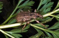 Weevil