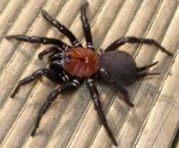 Black tunnelweb spider. Image - Dru Burger