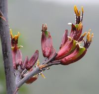 Harakeke flowers showing pollen on anthers. Image - Sue Scheele