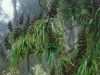 Needle-leaved neinei (<em>D. latifolium</em>) Boundary Stream, Hawke's Bay. Image - Geoff Walls