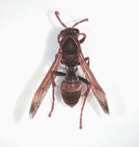 Australian Paper Wasp (<em>Polistes humilis</em>) 