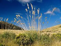 <em>Cortaderia richardii</em>. Image - M Dawson