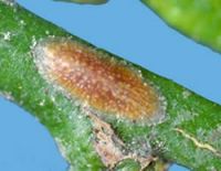 <em>Coccus longulus</em>. Young adult  female, on stem of citrus. She is facing head to the right  and her two eye spots are small black dots, one on either side.