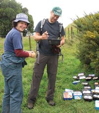 Corinne Watts and Danny Thornburrow taking a break from searching prickly gorse for giant Mahoenui weta for translocation. Image - J Neville