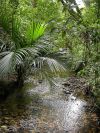 NZN74a: Mahurangi R trib (Mill Stm), Kowhai Park Scenic Reserve
