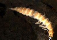 Larva has a conical nose with rounded tip