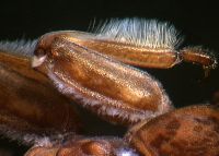 Hairy legs of Zelandoperla