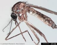 <em>Aedes (Stegomyia) aegypti</em> 