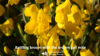 broom_video