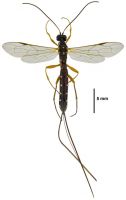 Has spots on the metasoma not stripes, and the ovipositor in <em>Rhyssa</em> is as long(er) than the body.
