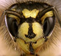 <em>Vespula vulgaris</em>. Image - Tim Evison 