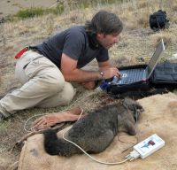 Data being downloaded from a tracking collar on an anaesthetised possum