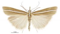 Orocrambus philpotti (male). Crambidae: Crambinae. Endemic